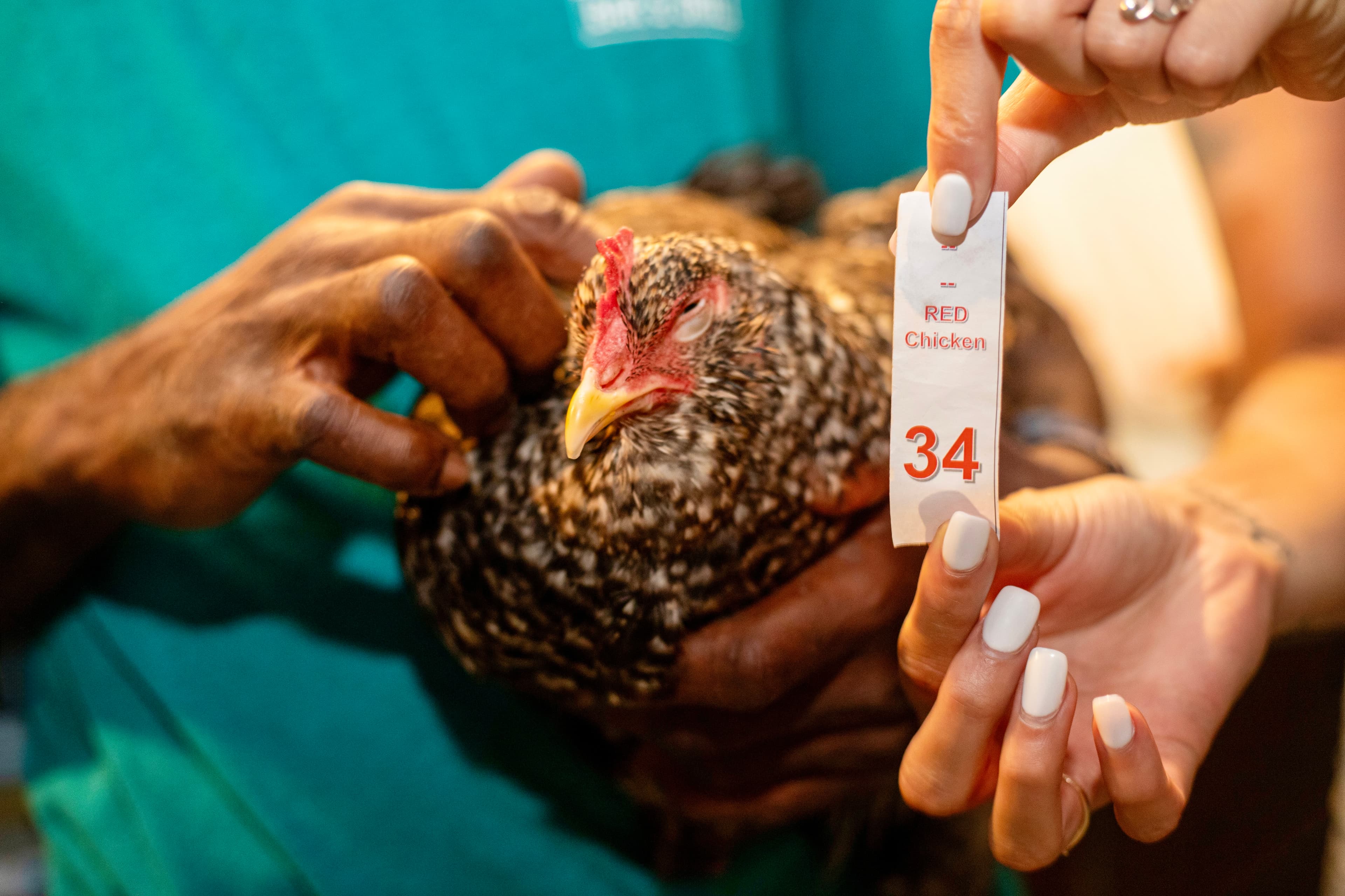 A person holds a chicken while displaying a tag labeled "RED Chicken 34."