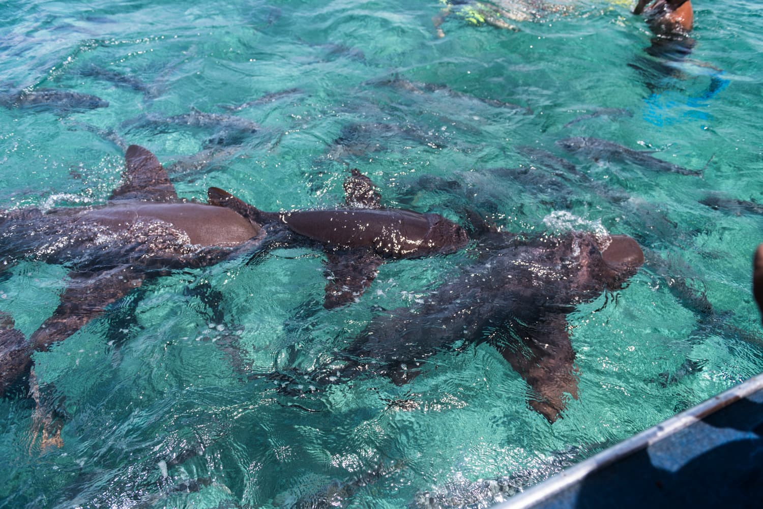Three sharks swim in clear turquoise water near a boat.