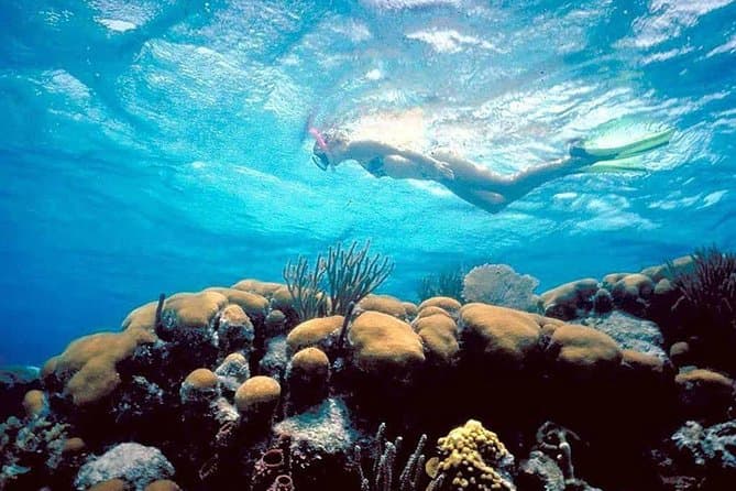 A snorkeler glides over a vibrant coral reef underwater.